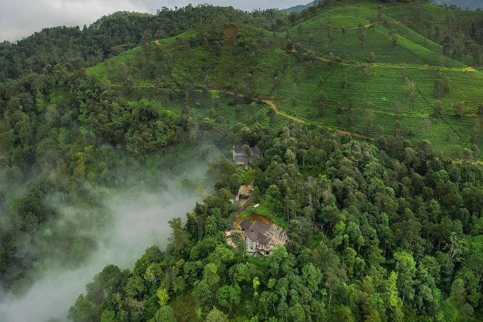 Tea plantations below the property