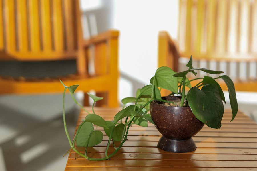 A quiet corner of the property with chairs and a plant